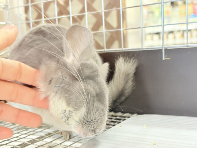 【最新画像・動画更新🪄】抱っこなでなでOK🙆♀️可愛さと美しさW盛り🐭💖チンチラ(バイオレット) 女の子 チンチラ