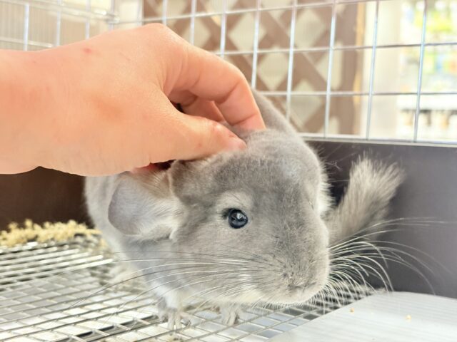 【最新画像・動画更新🪄】抱っこなでなでOK🙆♀️可愛さと美しさW盛り🐭💖チンチラ(バイオレット) 女の子 チンチラ