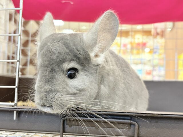 【最新画像・動画更新🪄】抱っこなでなでOK🙆♀️可愛さと美しさW盛り🐭💖チンチラ(バイオレット) 女の子 チンチラ