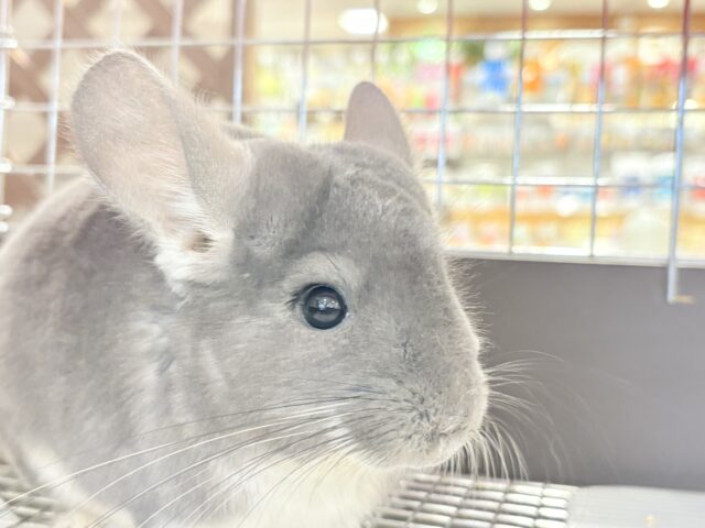 【最新画像・動画更新🪄】抱っこなでなでOK🙆♀️可愛さと美しさW盛り🐭💖チンチラ(バイオレット) 女の子 チンチラ