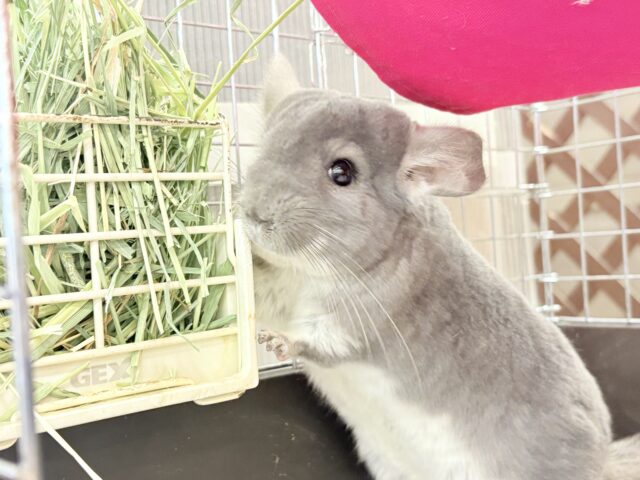 【最新画像・動画更新🪄】抱っこなでなでOK🙆♀️可愛さと美しさW盛り🐭💖チンチラ(バイオレット) 女の子 チンチラ