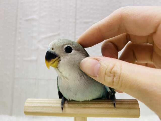 最新画像有ります☀️まん丸おめめが輝いてます✨✨コザクラインコのブルーチェリー🫐 コザクラインコ(小桜インコ)