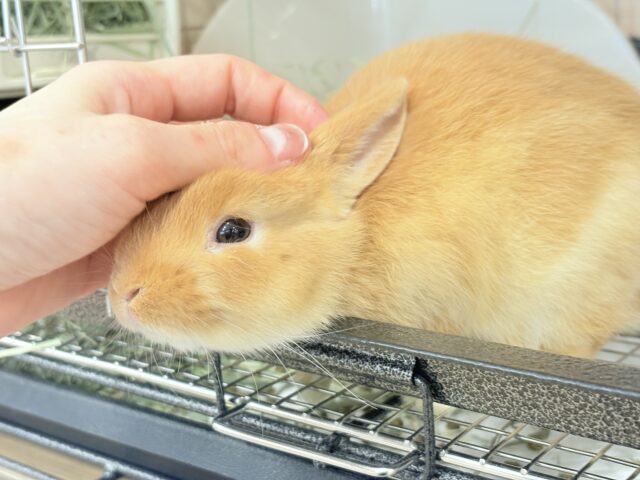 【最新画像・動画更新🪄】僕の可愛さは世界1だよ🐰👑🧡ネザーランドドワーフ(オレンジ) 男の子 ネザーランドドワーフ