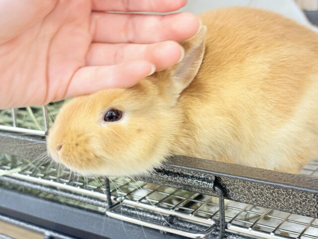 【最新画像・動画更新🪄】僕の可愛さは世界1だよ🐰👑🧡ネザーランドドワーフ(オレンジ) 男の子 ネザーランドドワーフ
