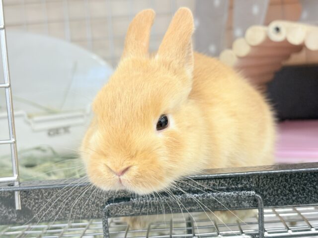 【最新画像・動画更新🪄】僕の可愛さは世界1だよ🐰👑🧡ネザーランドドワーフ(オレンジ) 男の子 ネザーランドドワーフ