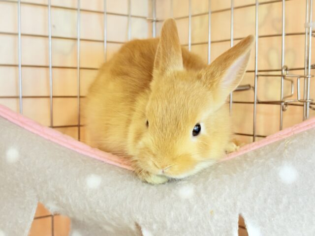 【最新画像・動画更新🪄】僕の可愛さは世界1だよ🐰👑🧡ネザーランドドワーフ(オレンジ) 男の子 ネザーランドドワーフ