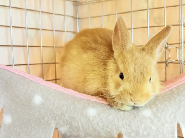 【最新画像・動画更新🪄】僕の可愛さは世界1だよ🐰👑🧡ネザーランドドワーフ(オレンジ) 男の子 ネザーランドドワーフ