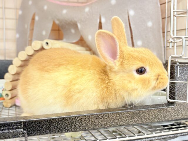 【最新画像・動画更新🪄】僕の可愛さは世界1だよ🐰👑🧡ネザーランドドワーフ(オレンジ) 男の子 ネザーランドドワーフ