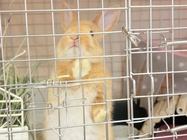 【最新画像・動画更新🪄】僕の可愛さは世界1だよ🐰👑🧡ネザーランドドワーフ(オレンジ) 男の子 ネザーランドドワーフ