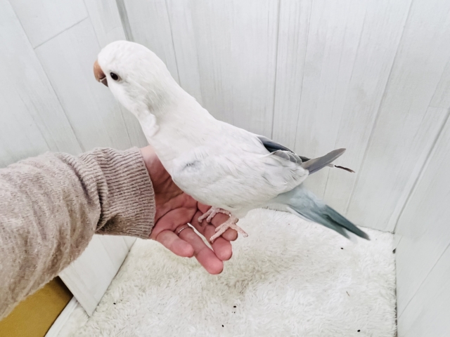 オキナインコ