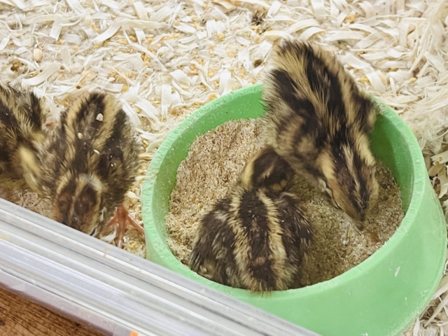 並ウズラ