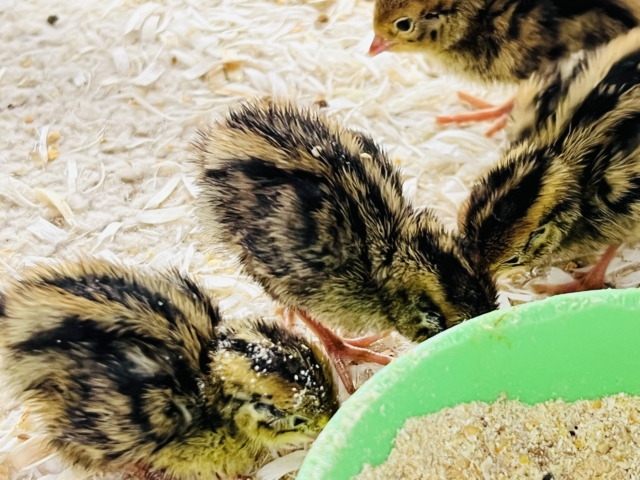 ウリ坊柄のピヨピヨ〜ず🐣ウズラの雛が入舎しました! 並ウズラ