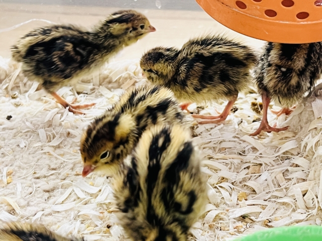 ウリ坊柄のピヨピヨ〜ず🐣ウズラの雛が入舎しました! 並ウズラ