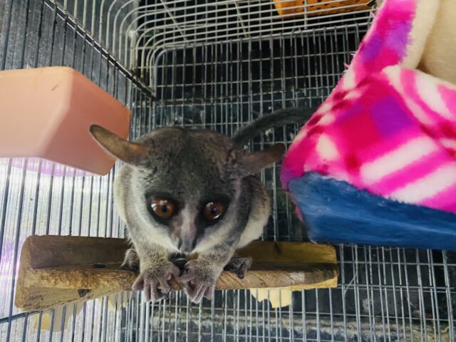ショウガラゴ