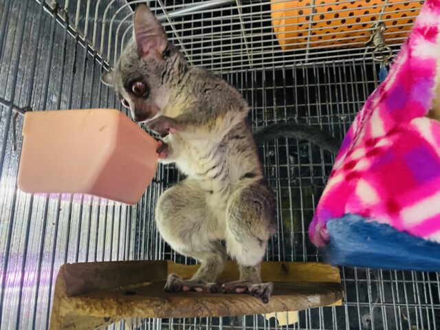 ショウガラゴ