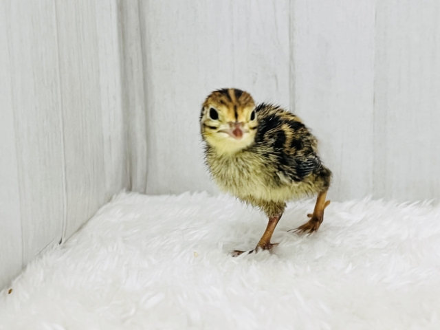 ウリ坊柄のピヨピヨ〜ず🐣ウズラの雛が入舎しました! 並ウズラ