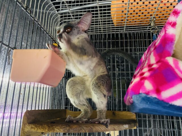ショウガラゴ