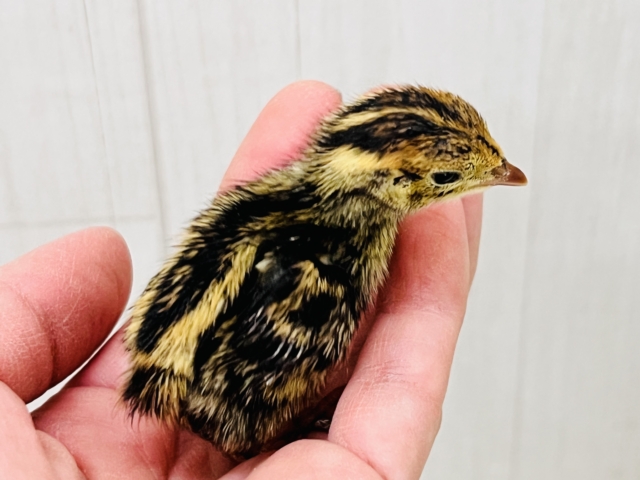 並ウズラ