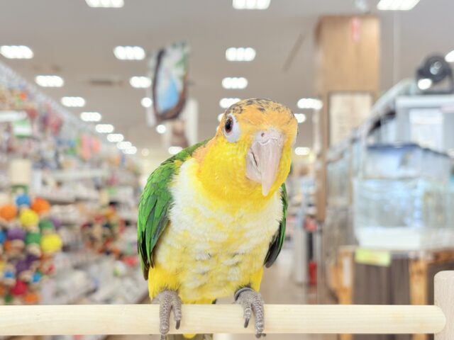 【最新画像・動画更新🪄】全てがダイナミックボーイ🐥🍊🧡シロハラインコ 男の子 シロハラインコ