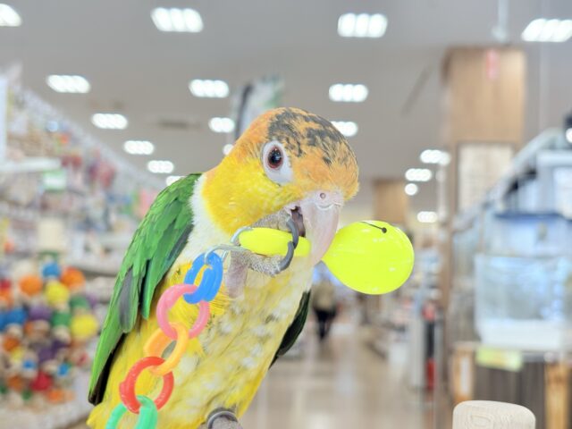 【最新画像・動画更新🪄】全てがダイナミックボーイ🐥🍊🧡シロハラインコ 男の子 シロハラインコ