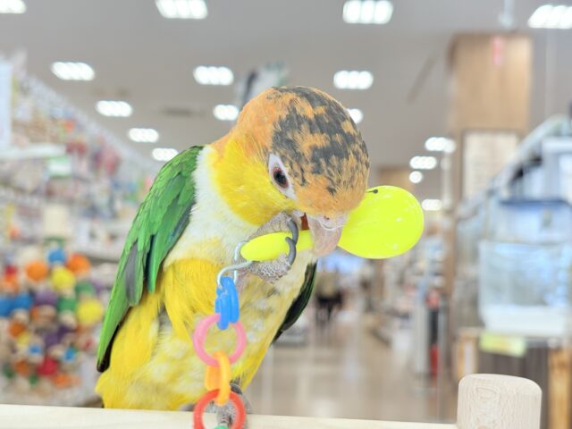 【最新画像・動画更新🪄】全てがダイナミックボーイ🐥🍊🧡シロハラインコ 男の子 シロハラインコ