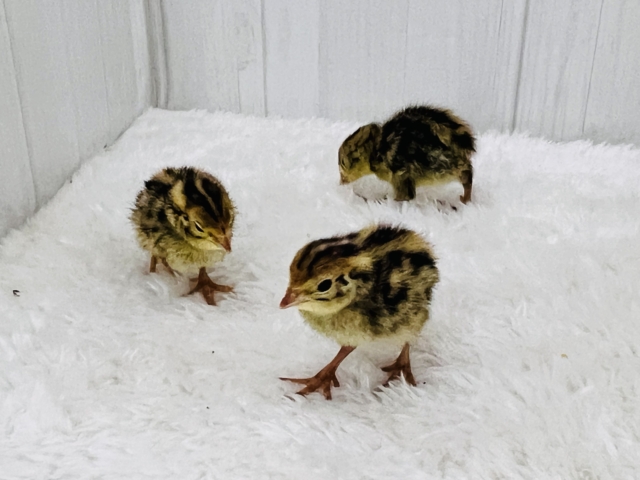 ウリ坊柄のピヨピヨ〜ず🐣ウズラの雛が入舎しました! 並ウズラ
