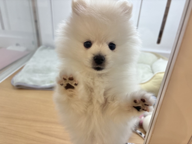 ポメラニアン