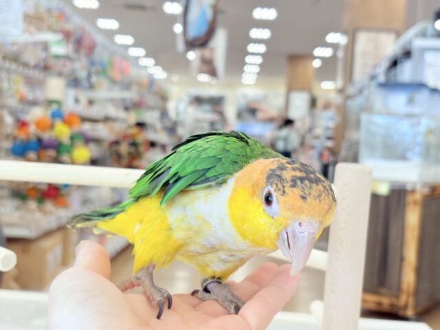 【最新画像・動画更新🪄】全てがダイナミックボーイ🐥🍊🧡シロハラインコ 男の子 シロハラインコ