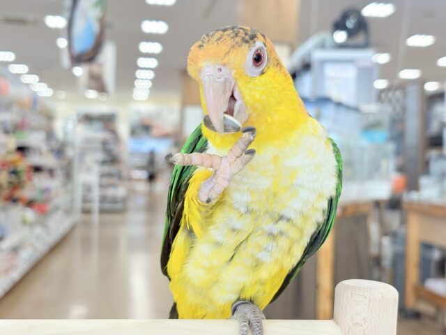 【最新画像・動画更新🪄】全てがダイナミックボーイ🐥🍊🧡シロハラインコ 男の子 シロハラインコ