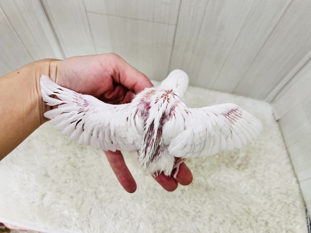 ちゅるん🎶とむき玉子🥚に成長中✨セキセイインコのアルビノ🤍 セキセイインコ