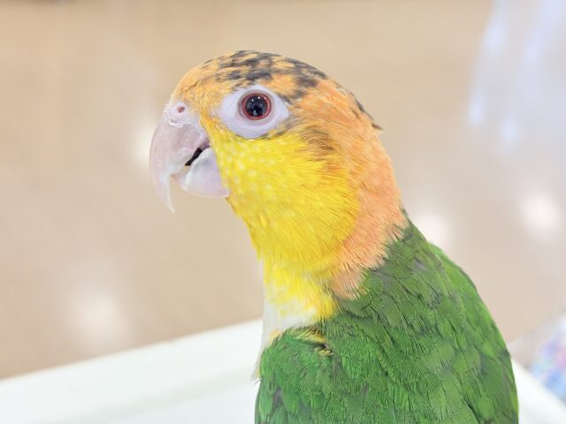 【最新画像・動画更新🪄】全てがダイナミックボーイ🐥🍊🧡シロハラインコ 男の子 シロハラインコ