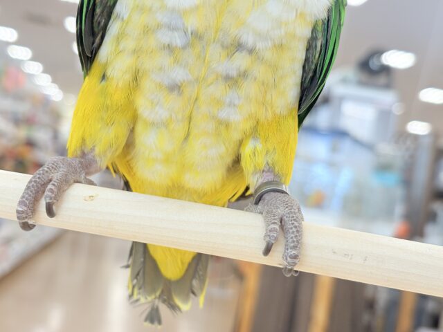 【最新画像・動画更新🪄】全てがダイナミックボーイ🐥🍊🧡シロハラインコ 男の子 シロハラインコ