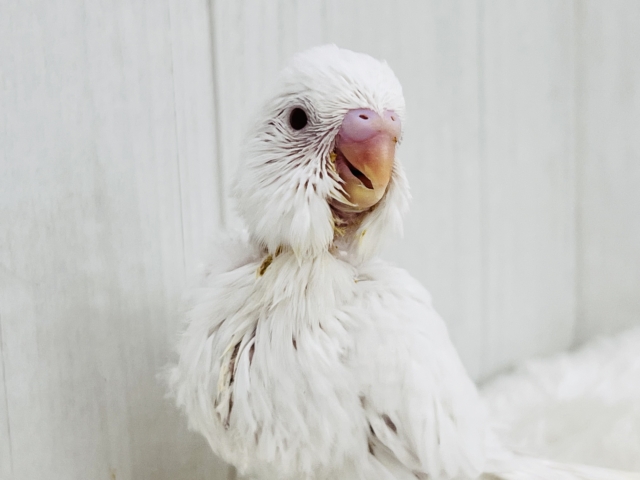 ちゅるん🎶とむき玉子🥚に成長中✨セキセイインコのアルビノ🤍 セキセイインコ