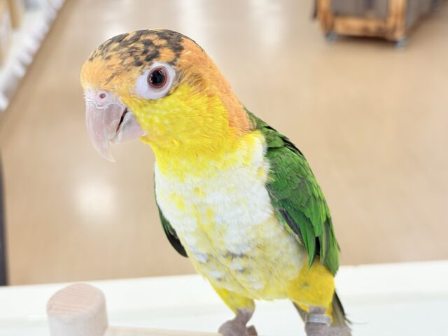 【最新画像・動画更新🪄】全てがダイナミックボーイ🐥🍊🧡シロハラインコ 男の子 シロハラインコ