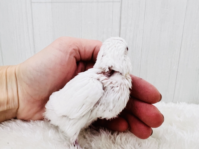 ちゅるん🎶とむき玉子🥚に成長中✨セキセイインコのアルビノ🤍 セキセイインコ