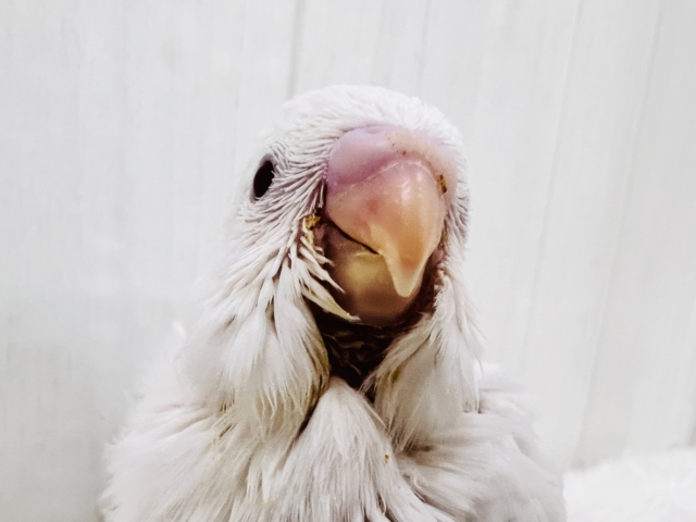 ちゅるん🎶とむき玉子🥚に成長中✨セキセイインコのアルビノ🤍 セキセイインコ