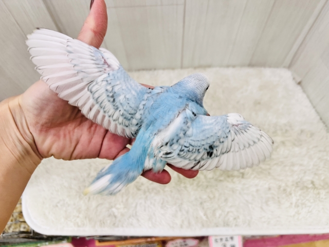 水玉チャップン☔️🫧セキセイインコ(ブルースパングル) セキセイインコ
