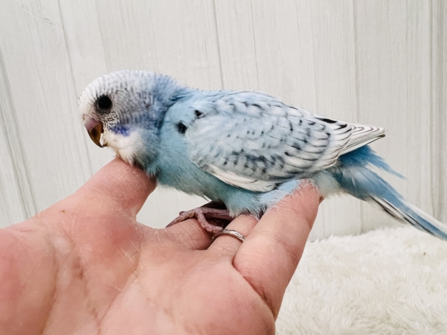 水玉チャップン☔️🫧セキセイインコ(ブルースパングル) セキセイインコ