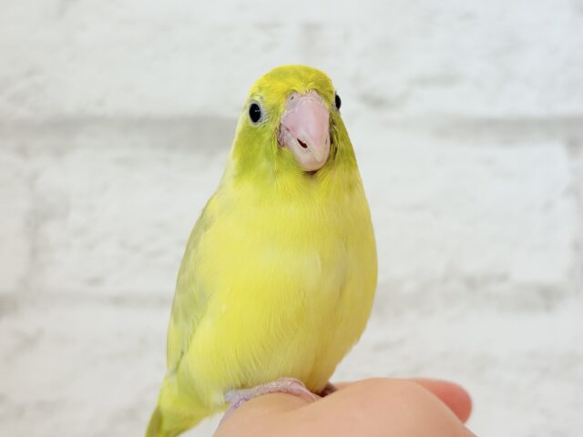 マメルリハ