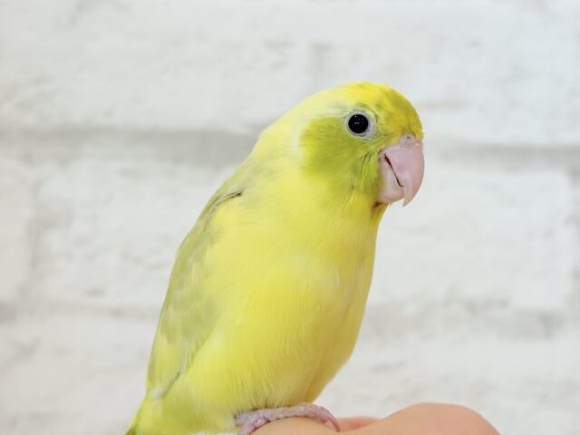 マメルリハ