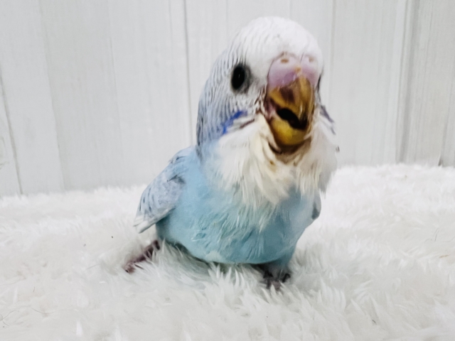 水玉チャップン☔️🫧セキセイインコ(ブルースパングル) セキセイインコ