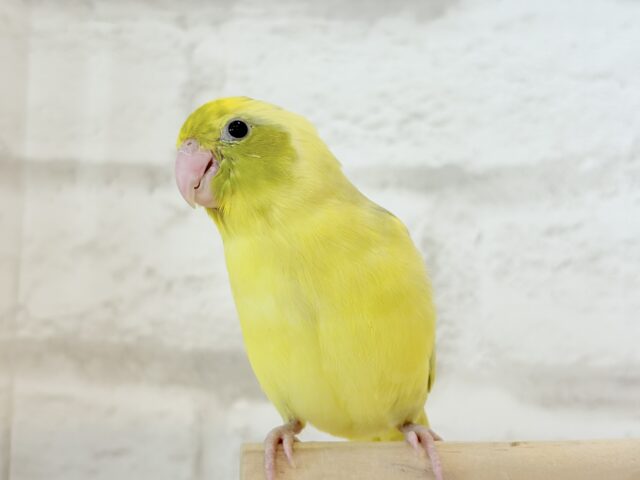 マメルリハ
