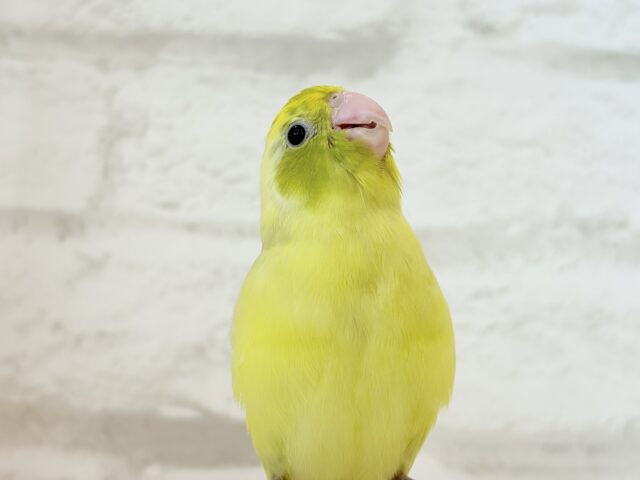 【最新画像・動画更新🪄ひとり餌になりました☆】不思議カラー🐣🫛🪅わくわく上昇中~♩♩マメルリハ(パイド系) ヒナ マメルリハ