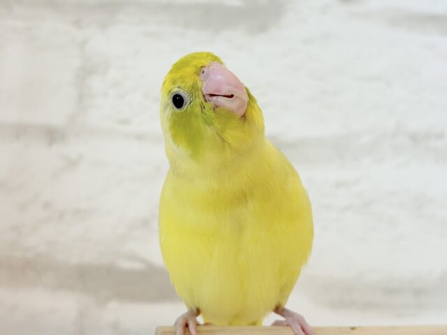 マメルリハ
