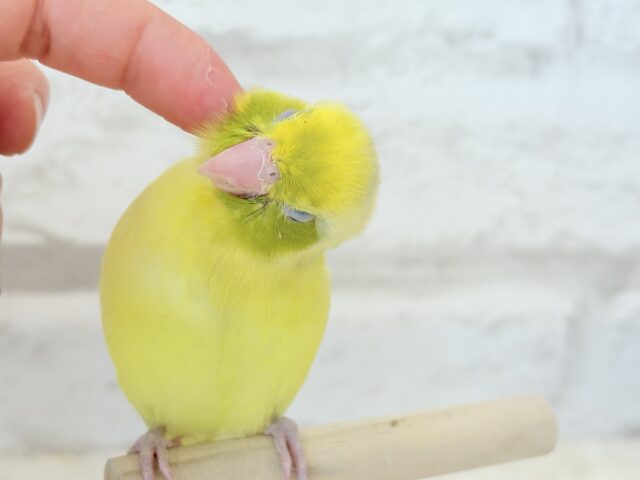 マメルリハ