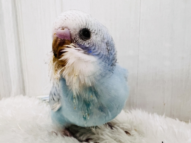 水玉チャップン☔️🫧セキセイインコ(ブルースパングル) セキセイインコ