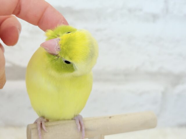 マメルリハ