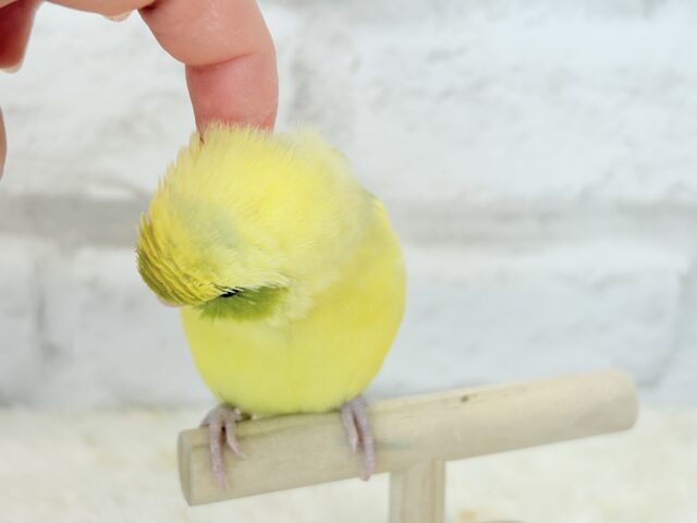 【最新画像・動画更新🪄ひとり餌になりました☆】不思議カラー🐣🫛🪅わくわく上昇中~♩♩マメルリハ(パイド系) ヒナ マメルリハ