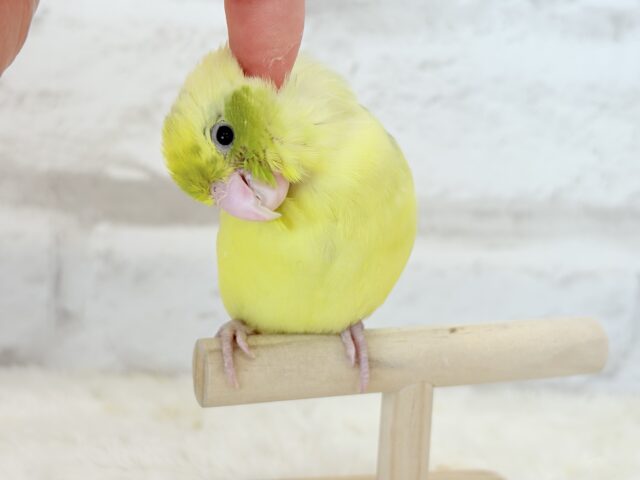 マメルリハ