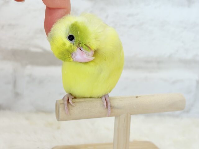 【最新画像・動画更新🪄ひとり餌になりました☆】不思議カラー🐣🫛🪅わくわく上昇中~♩♩マメルリハ(パイド系) ヒナ マメルリハ